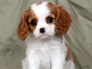 Cavalier King Charles Spaniel dogs for sale: Milo - Ad 2