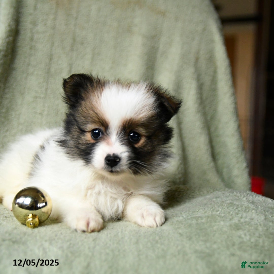 Pomeranian dogs for sale: Socks - Ad 3