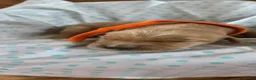 Golden Retriever dogs for sale: Romance - Ad 3