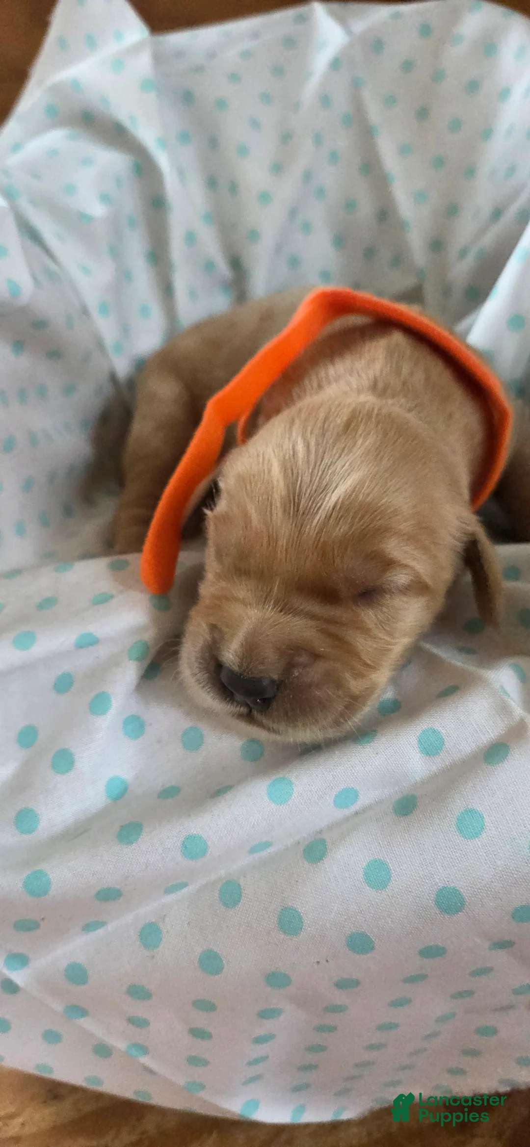 Golden Retriever dogs for sale: Romance - Ad 3