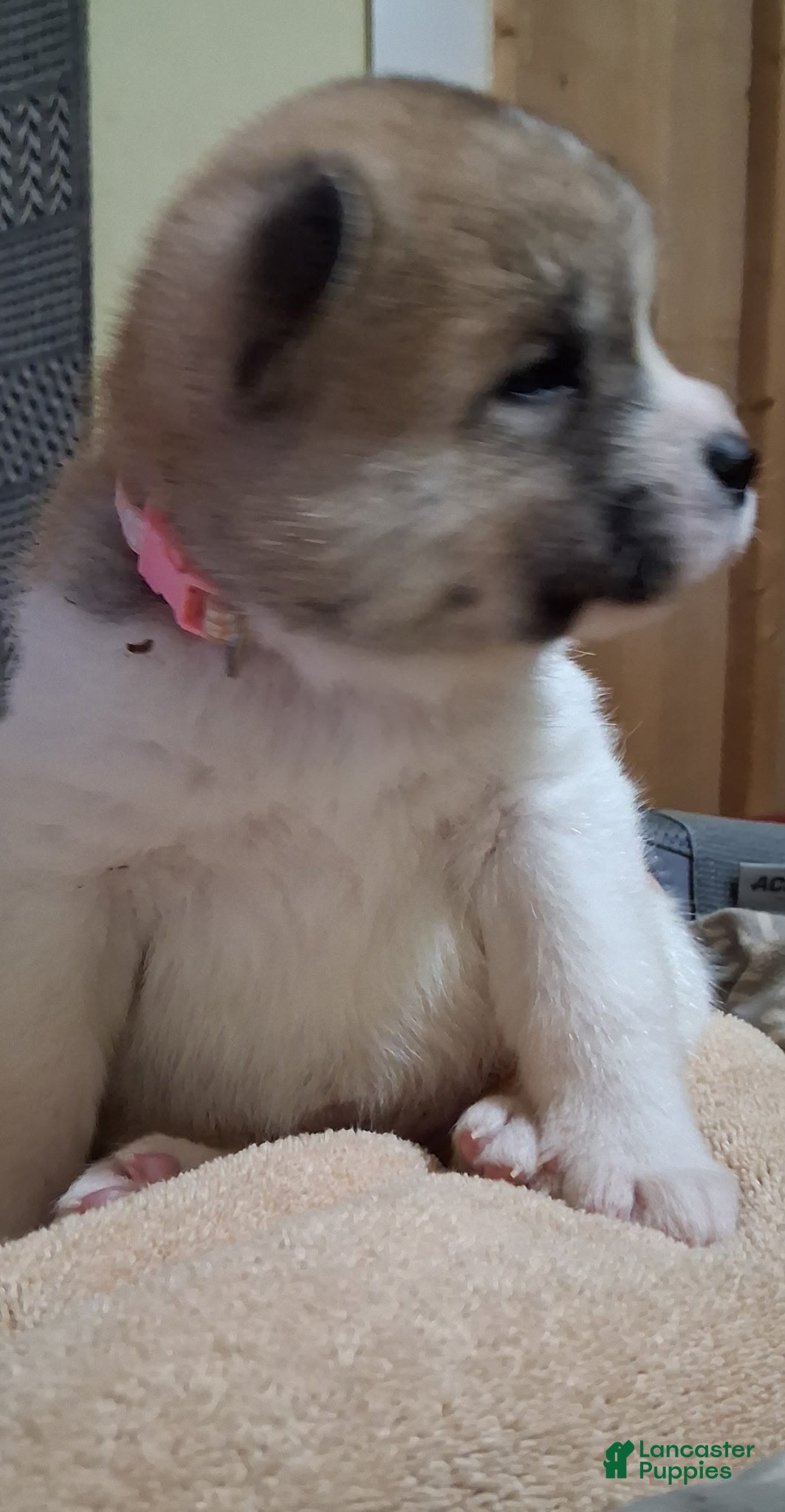 Akita dogs Willow - Ad 2