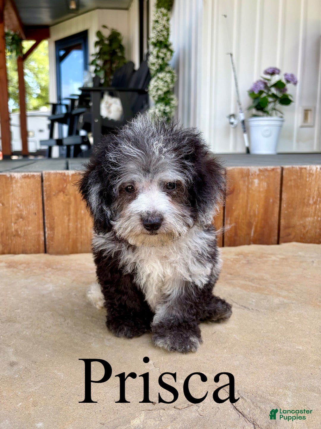 Mini Goldendoodle dogs Prisca- Micro mini - Ad 1