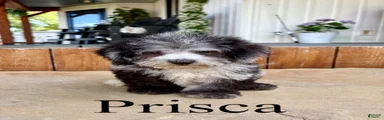 Prisca- Micro mini