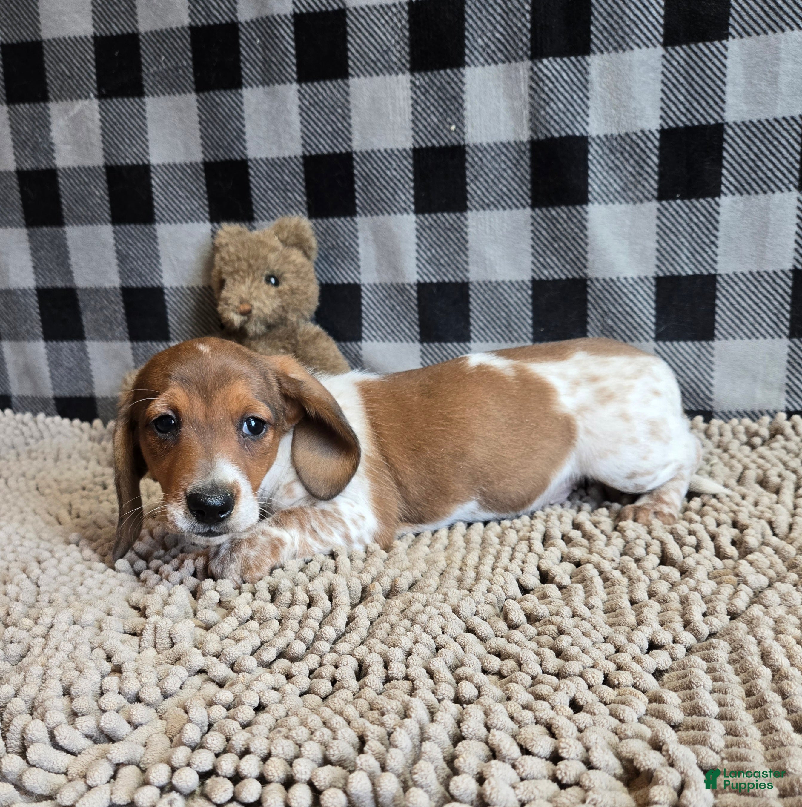 Miniature Dachshund dogs for sale: Kenny - Ad 4