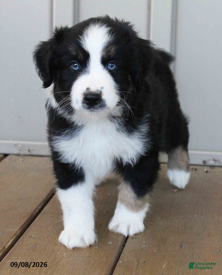 Australian Shepherd dogs Blair Blue Eyes - Ad 1