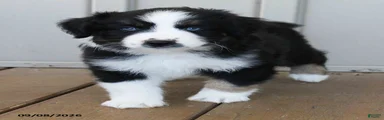 Blair Blue Eyes