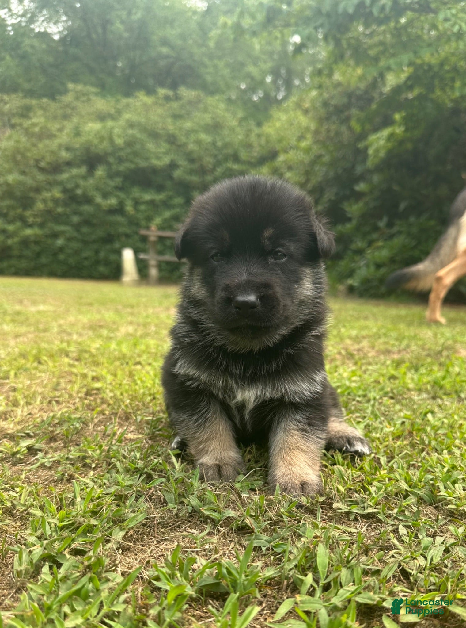Gerberian Shepsky dogs Gerberian Shepsky 5 - Ad 13