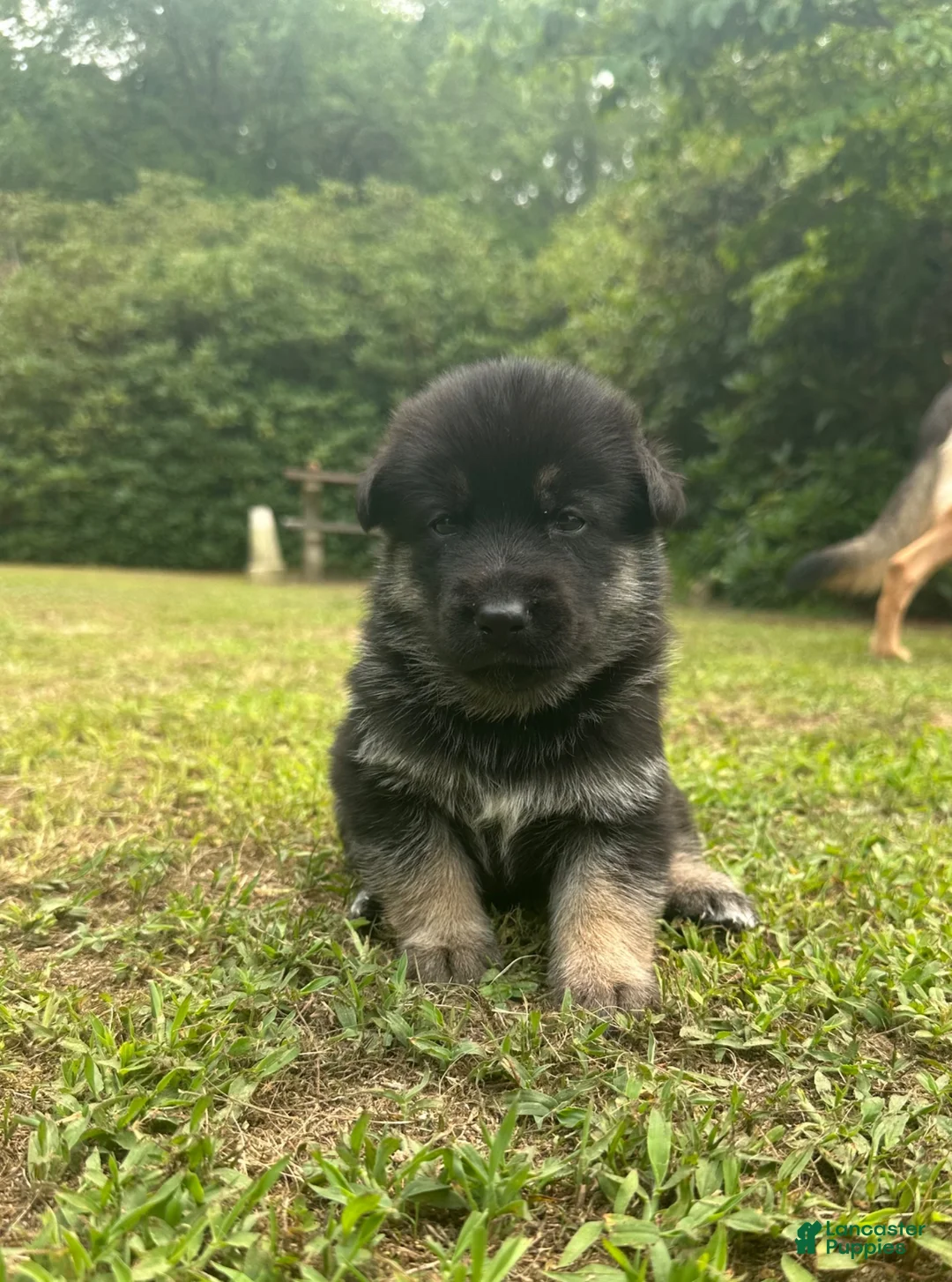 Gerberian Shepsky dogs for sale: Gerberian Shepsky 5 - Ad 1