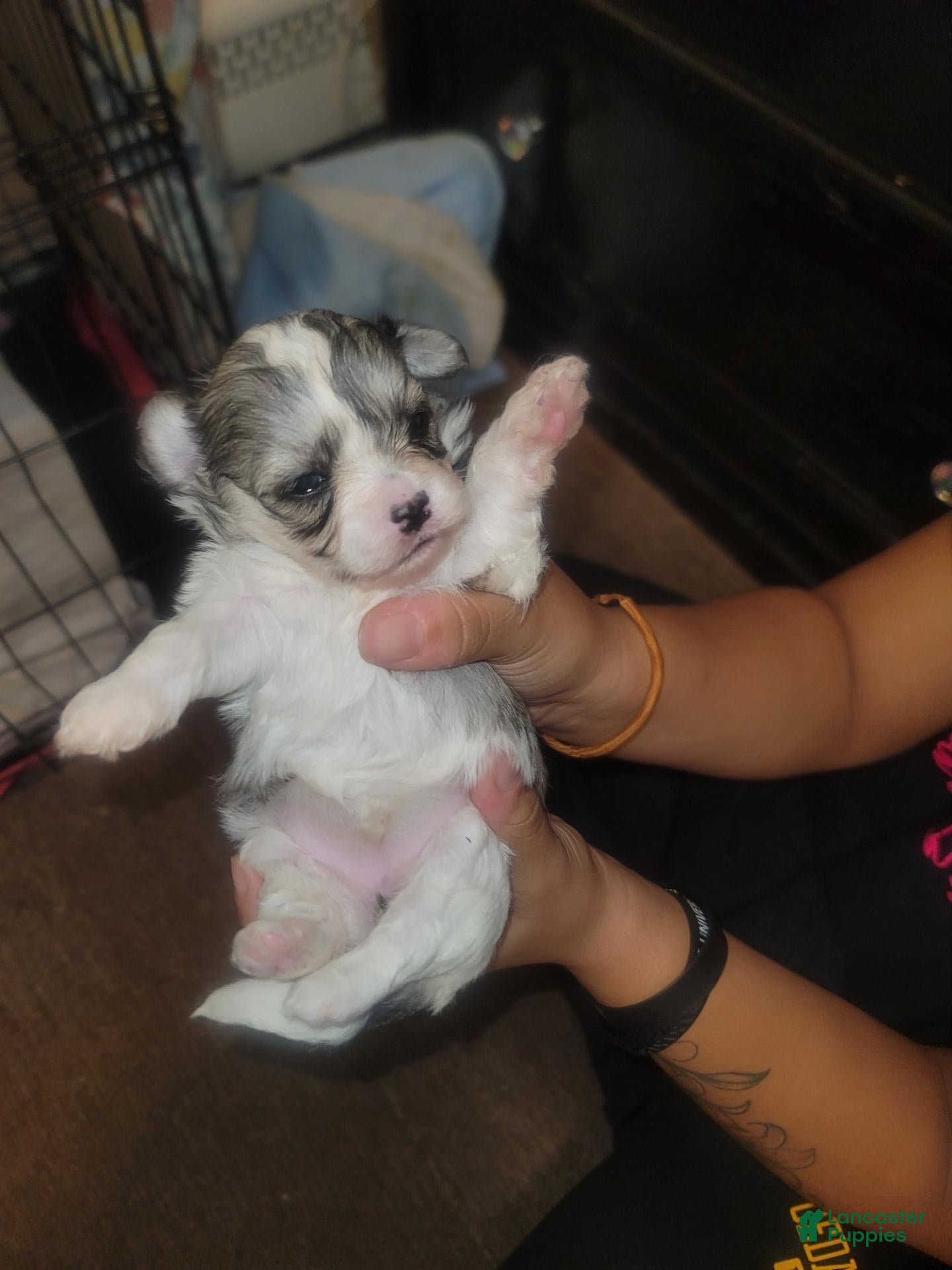 Malshi dogs for sale: Sia - Ad 14