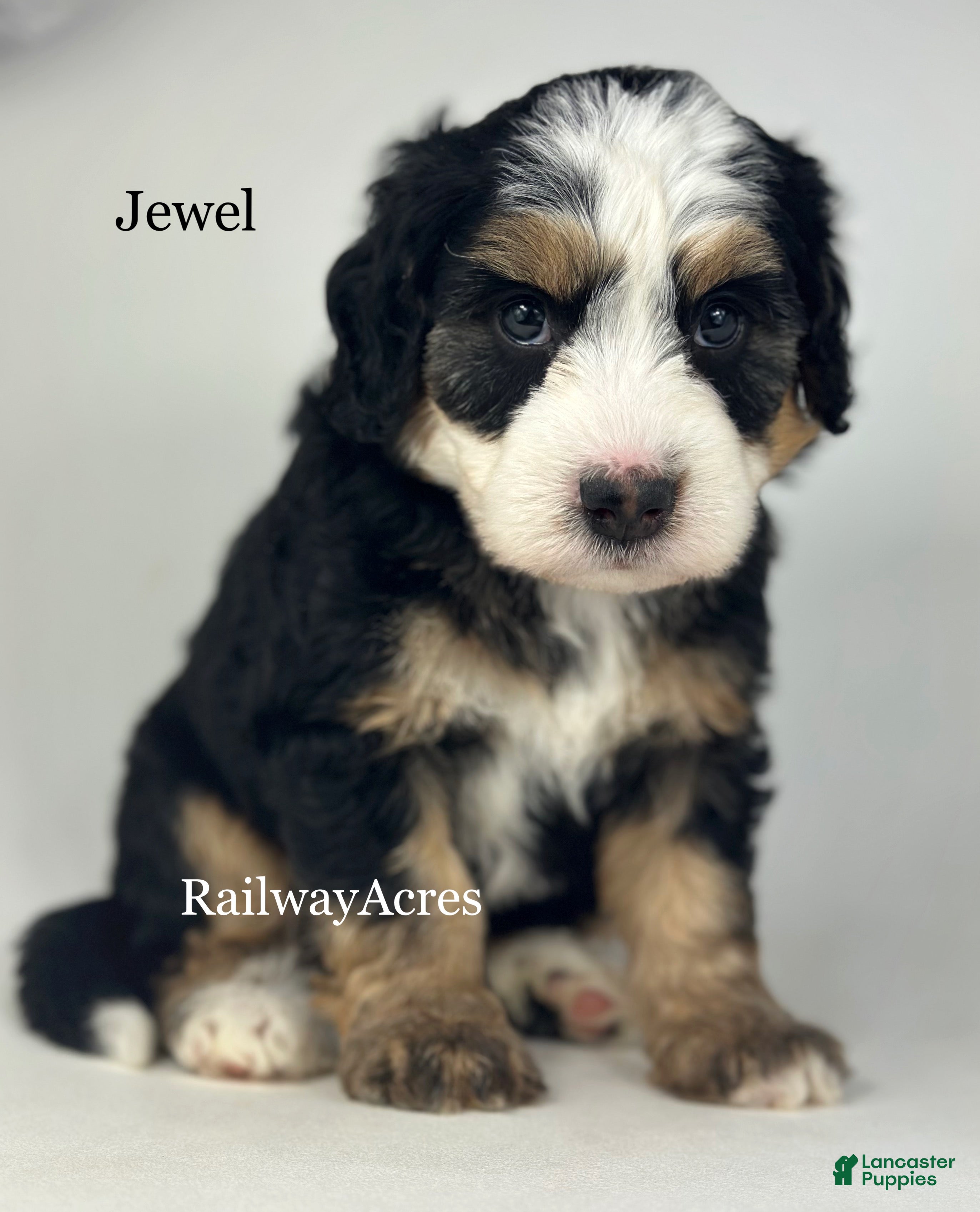 Mini Bernedoodle dogs Jewel - Ad 31