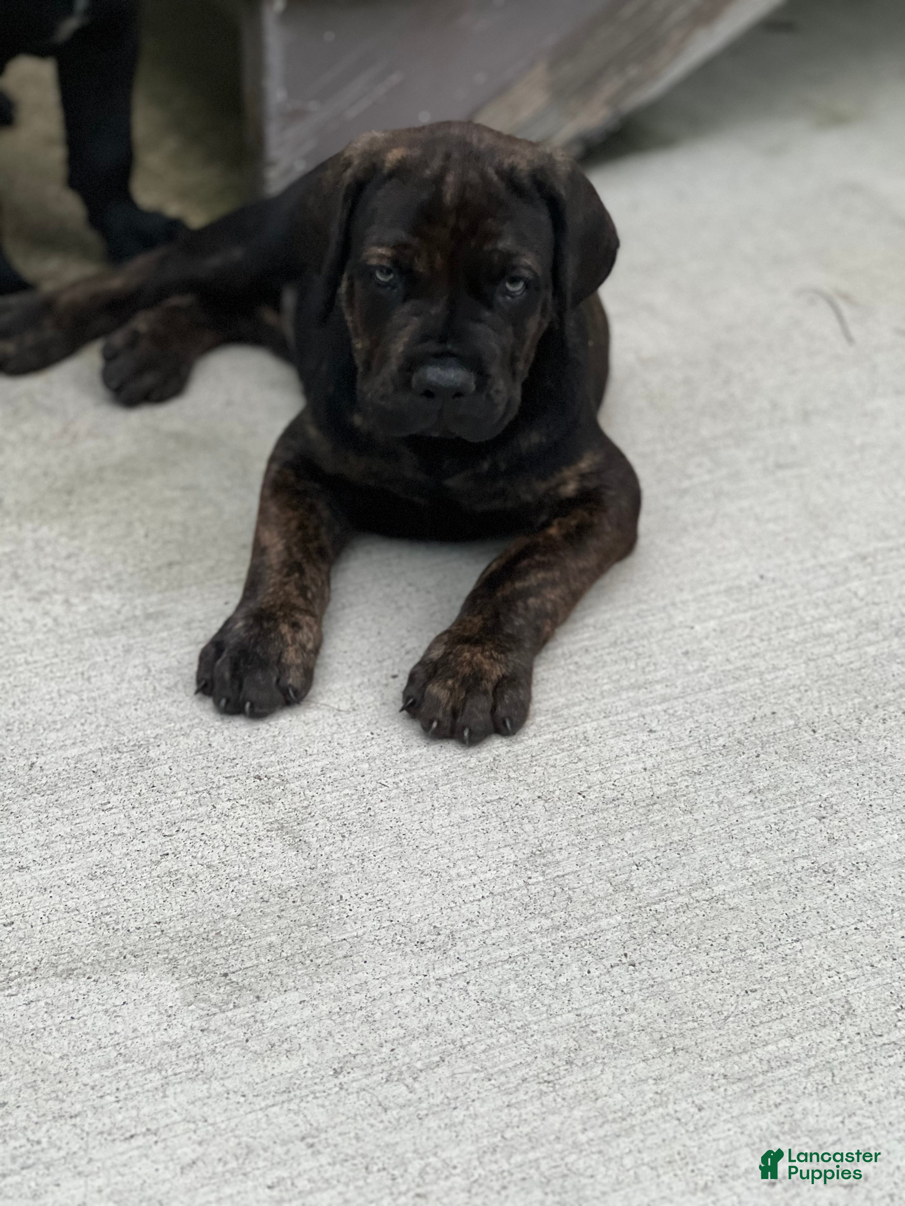 Cane Corso dogs Breanna 675 - Ad 2