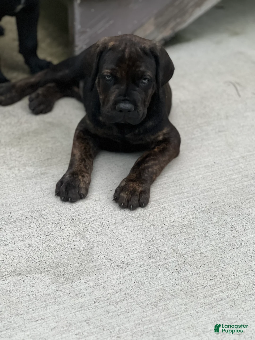 Cane Corso dogs for sale: Breanna 675 - Ad 2
