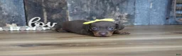 Miniature Dachshund dogs for sale: Brenna - Ad 3