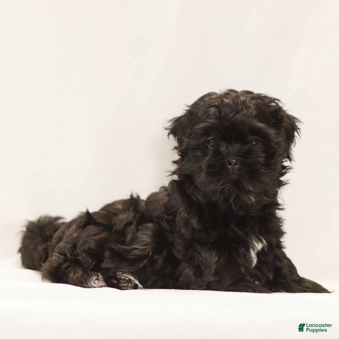 Teddy Bear dogs for sale: Louie - Ad 1