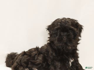 Teddy Bear dogs Louie - Ad 42