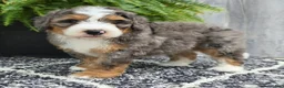 Mini Bernedoodle dogs for sale: Mini Ace - Ad 11