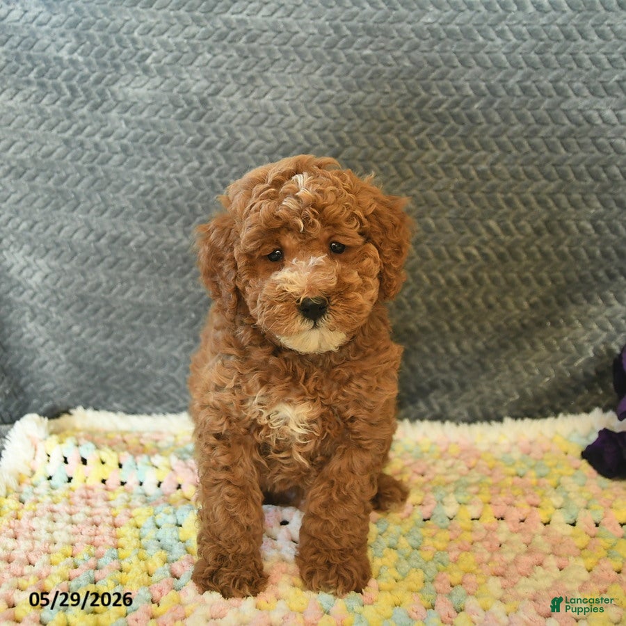 Mini Goldendoodle dogs for sale: Davon  - Ad 2