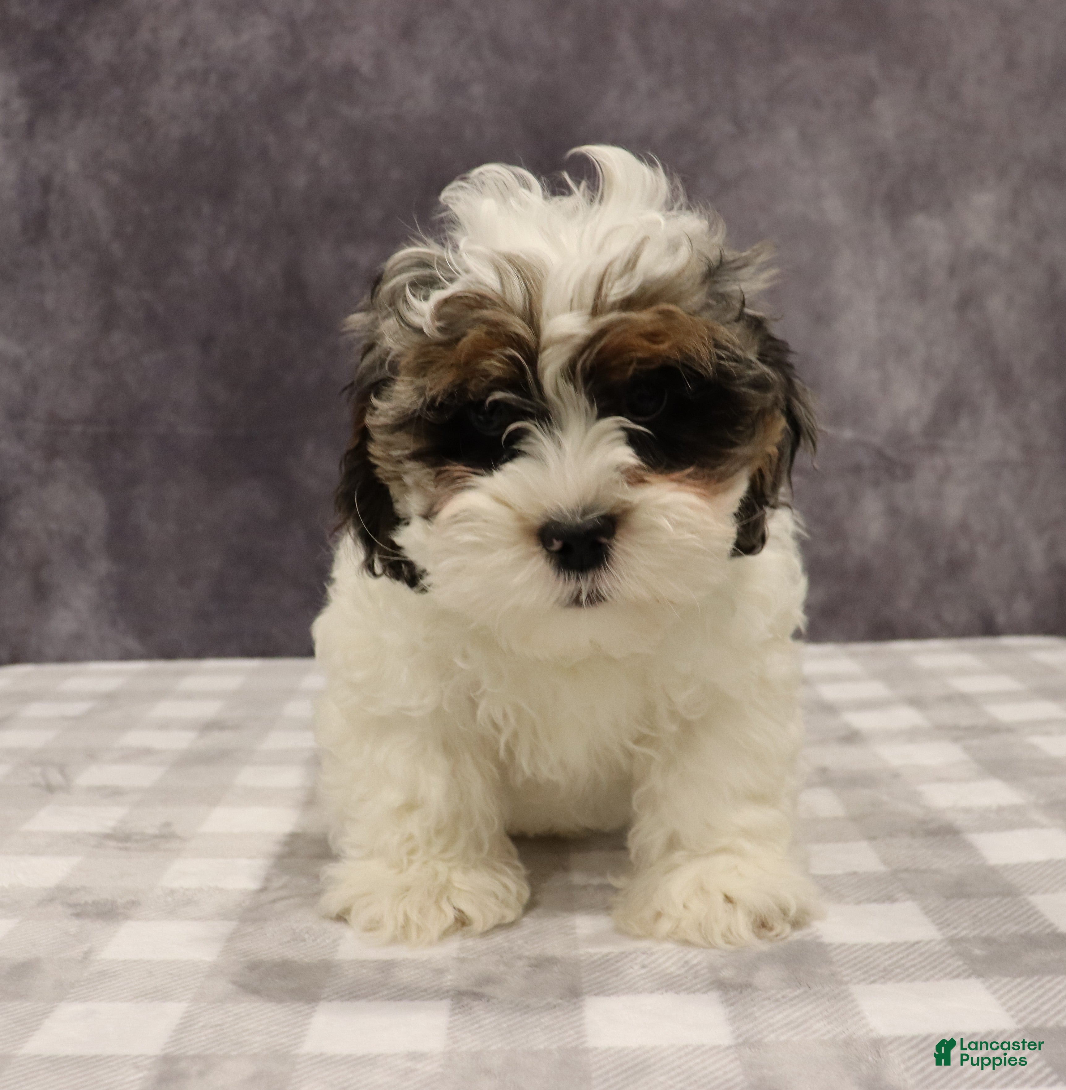 Shihpoo dogs Parker - Ad 1