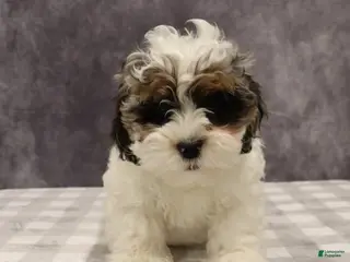 Shihpoo dogs for sale: Parker - Ad 2