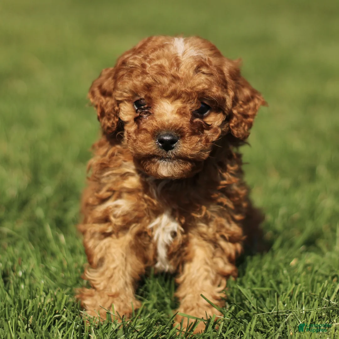 Cavapoo dogs for sale: Snickers  - Ad 1