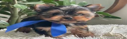 Yorkshire Terrier dogs for sale: Taco - Ad 3