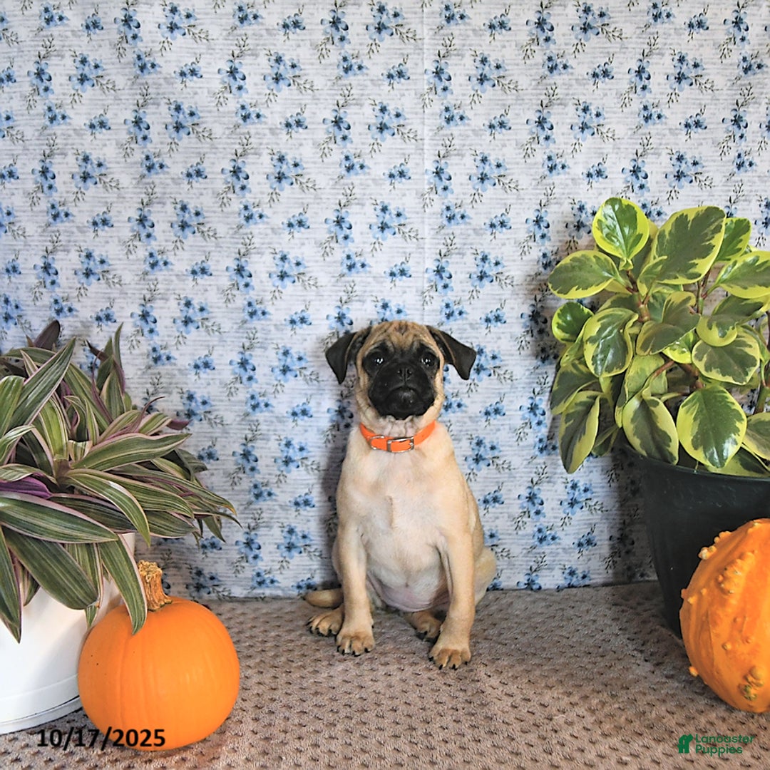 Pug dogs for sale: Goldie - Ad 13