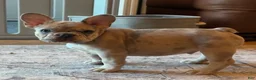 French Bulldog dogs for sale: Breeze - Ad 3