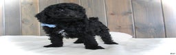 Mini Goldendoodle dogs for sale: Jordan - Ad 11