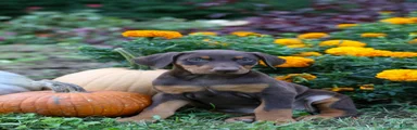 FIONA