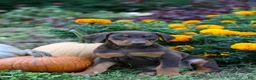 Doberman Pinscher dogs for sale: FIONA - Ad 1