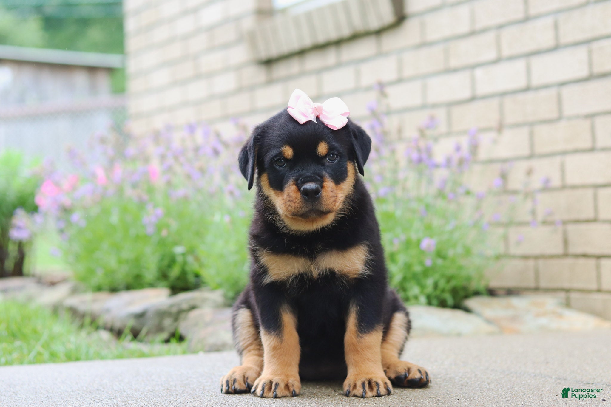 Rottweiler dogs Dollie - Ad 2