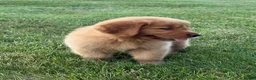 Golden Retriever dogs for sale: Max - Ad 5