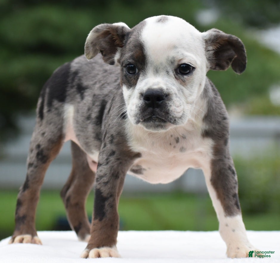 Bulldog