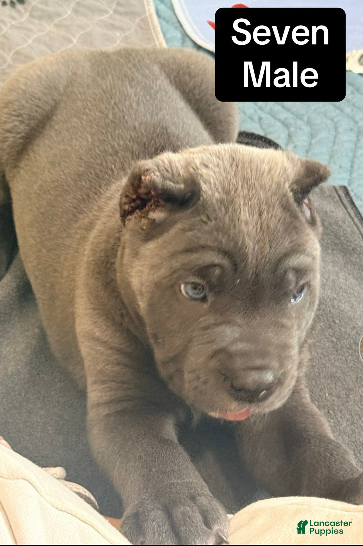 Cane Corso dogs for sale: Seven - Ad 3