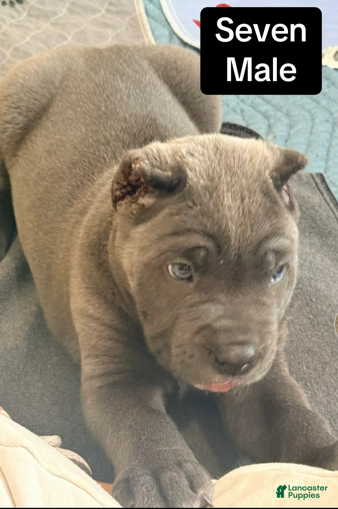 Cane Corso dogs for sale: Seven - Ad 1