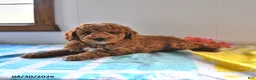Mini Goldendoodle dogs for sale: Rocky - Ad 2