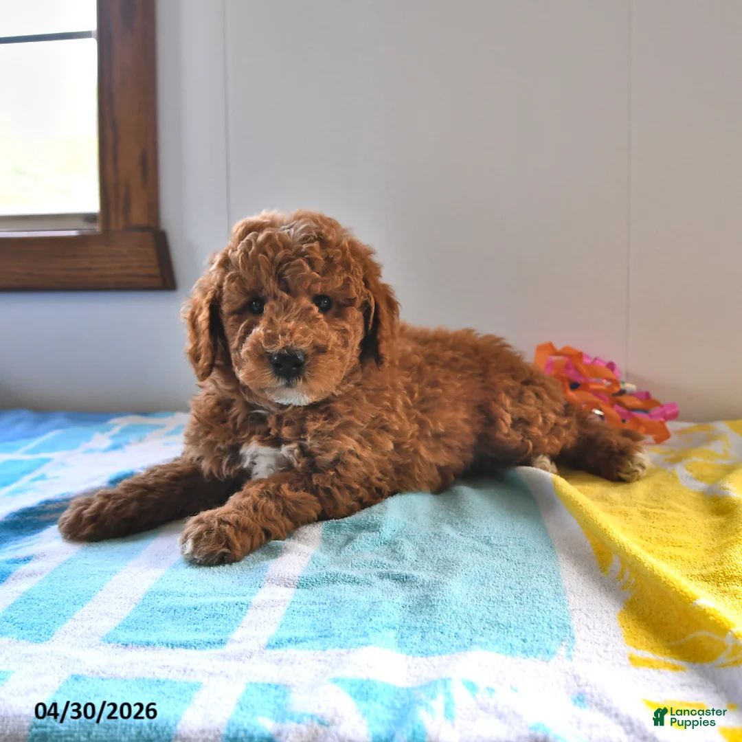 Mini Goldendoodle dogs for sale: Rocky - Ad 2