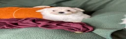 Maltese dogs for sale: Honeybun  - Ad 3