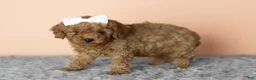 Cavapoo dogs for sale: Sallie - Ad 3