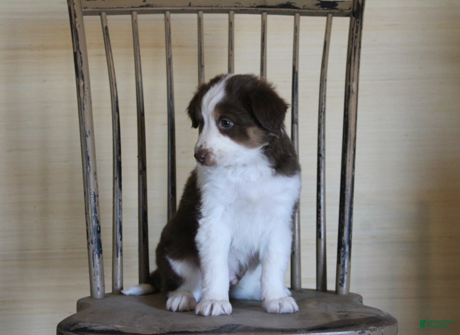 Australian Shepherd dogs Graham - Ad 7