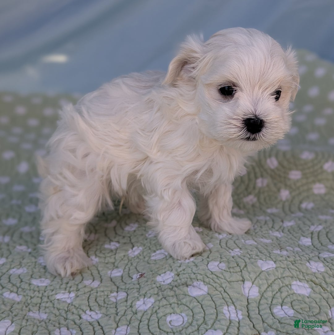 Maltese dogs for sale: Crescent - Ad 5