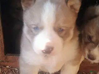 Siberian Husky dogs Siberian Husky Puppy 2 - Ad 22