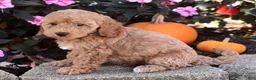 Bichpoo dogs for sale: Candy - Ad 5