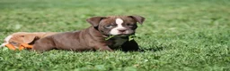 Olde English Bulldogge dogs for sale: Bluegates VERONICA - Ad 2