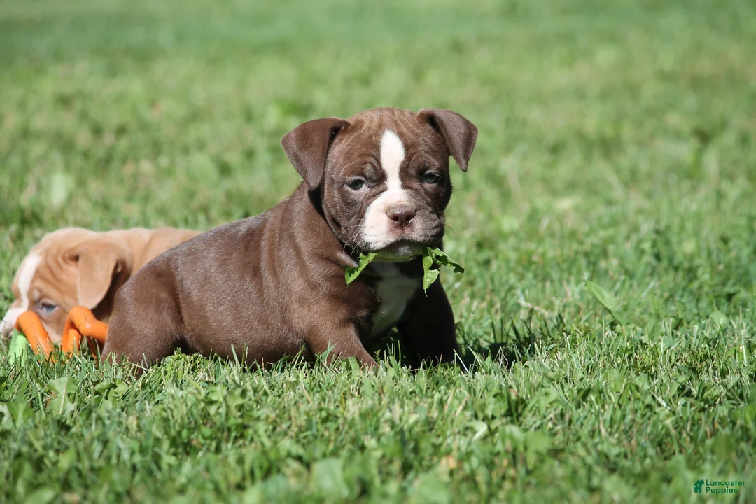 Olde English Bulldogge dogs for sale: Bluegates VERONICA - Ad 2