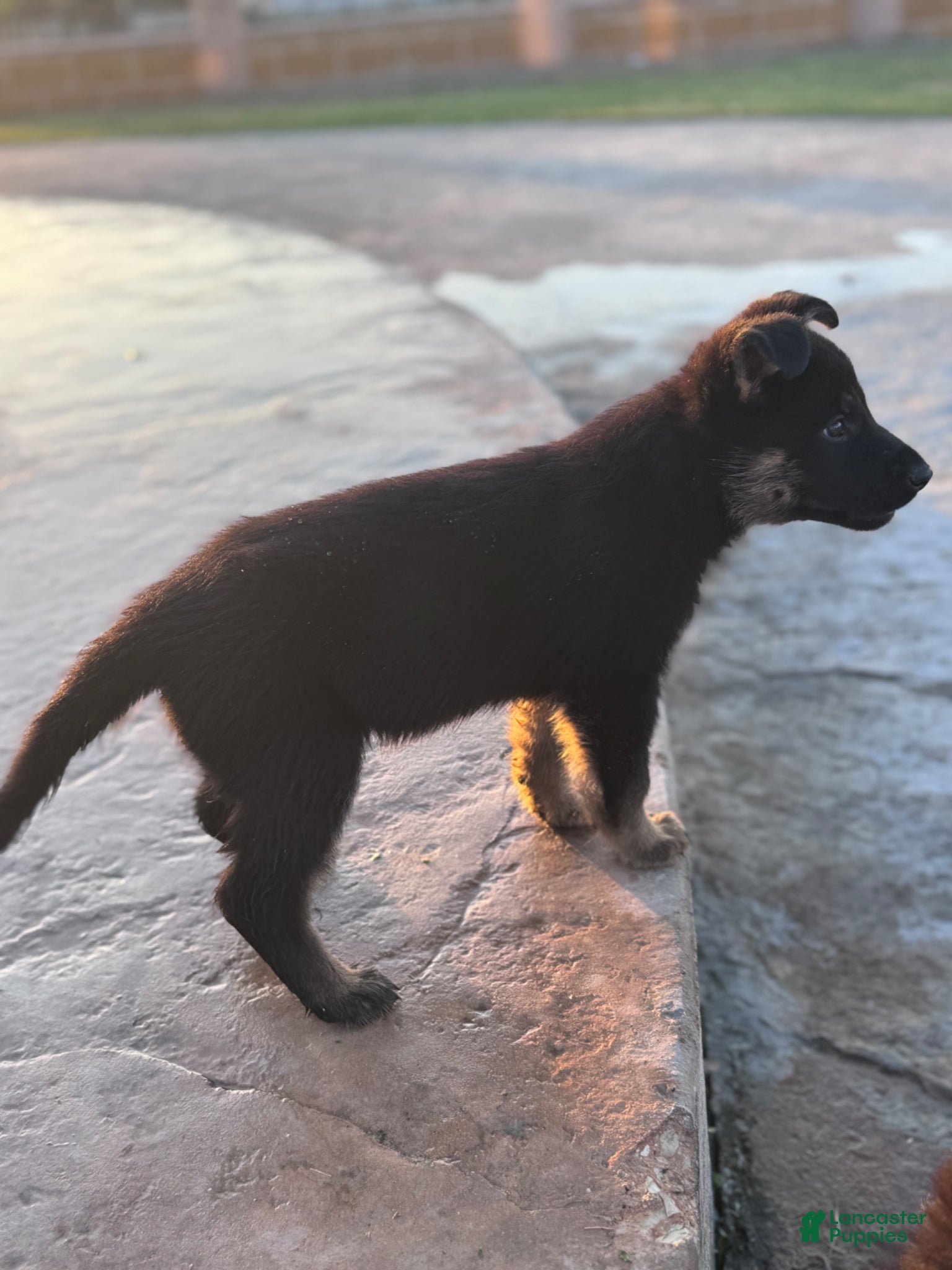 German Shepherd dogs  Puppy 7 - Ad 2