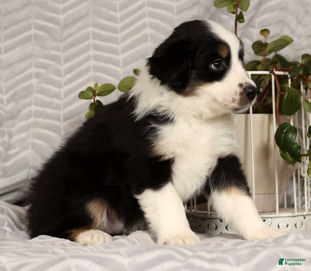 Miniature Australian Shepherd dogs for sale: Jasper - Ad 8