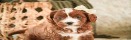 Cavapoo dogs for sale: Harmony - Ad 4