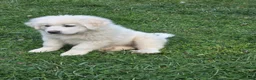 Great Pyrenees dogs for sale: Great Pyrenees Puppy 1 - Ad 8