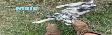 Australian Shepherd 5